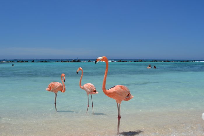 Flamingos, Renaissance Private Island, Aruba, Caribbean.