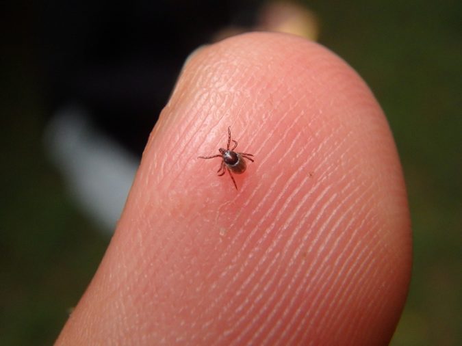 Small tick trying to bite n suck in middle of the forest in summer Probably he was searching some other animal like a wild boar, deer, bear, wolf, bird, ferret, weasel, fox r hedgehog to parasite. vet