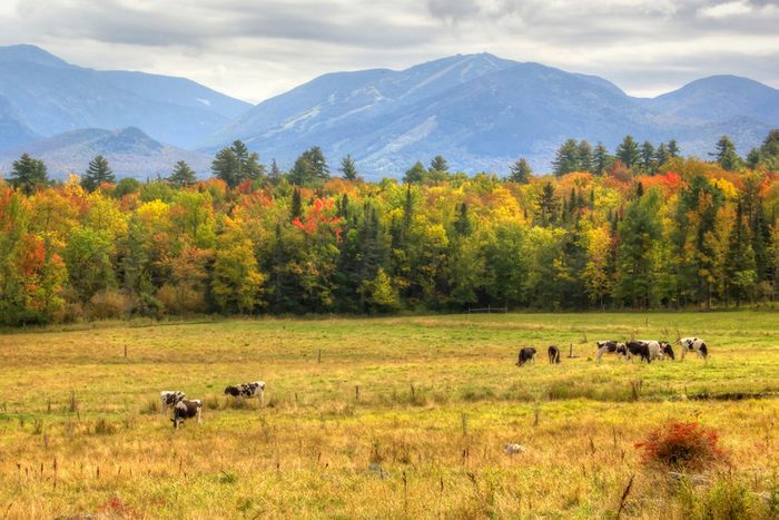 Cows enjoying a beautiful end of summer day with the early fall colors in Sugar Hill New Hampshire with Canon Mountain in the background.