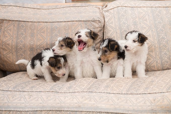 6 week old tricolor fox terrier puppy playing in the sofa
