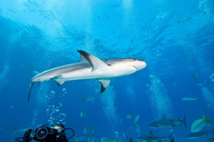 Reef_Shark_in_Nassau_Bahamas