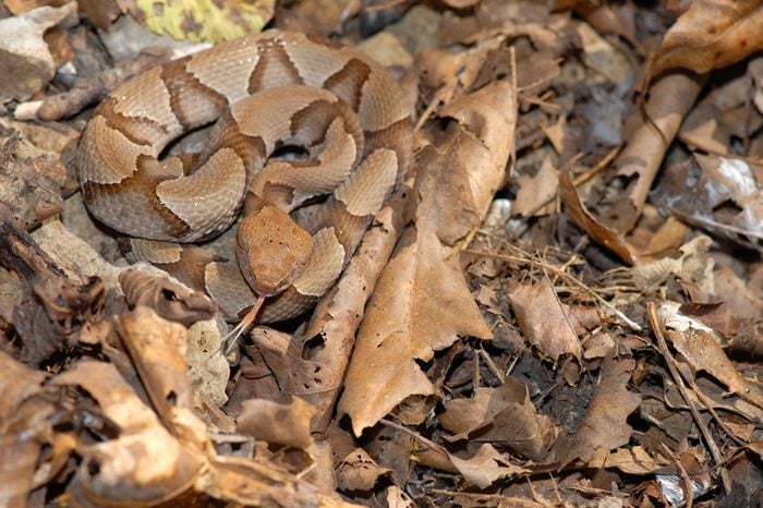 Young copperhead snakes can be difficult to see in the leaf litter.