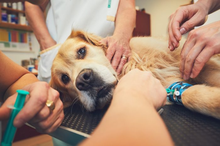 Golden retriever in the animal hospital. Veterinarians preparing the dog for surgery.