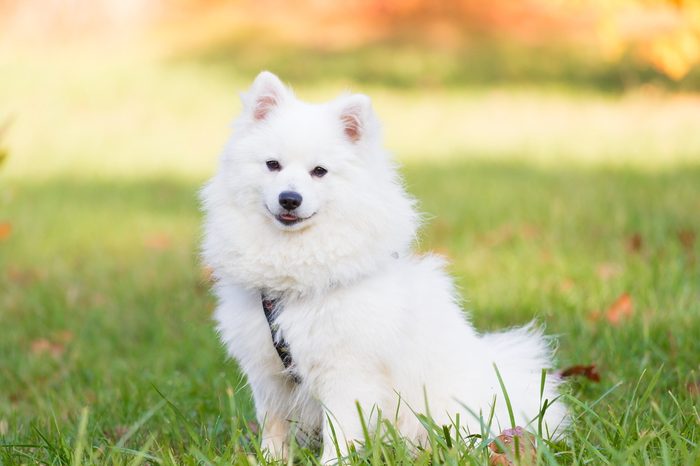 Wonderful one white Japanese Spitz dog in nature background. Animals life. Family fun puppy pet. Close up.