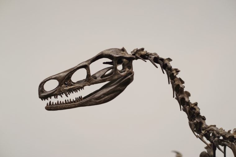 Carnivorous dinosaur fossil