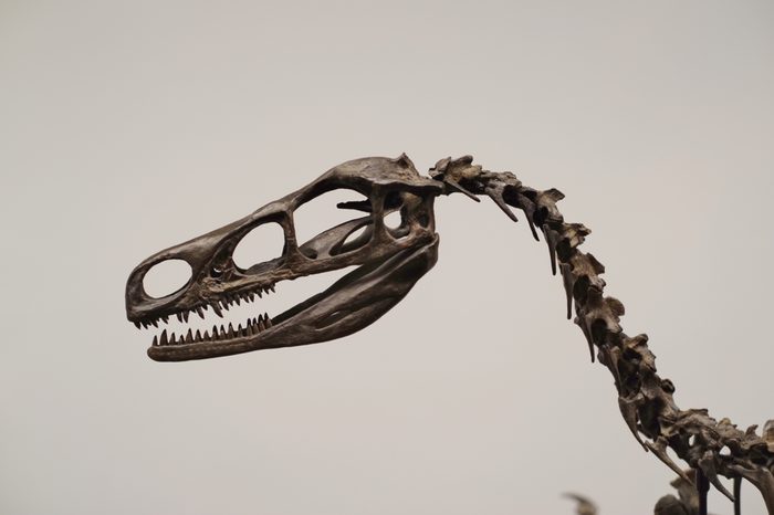 Carnivorous dinosaur fossil