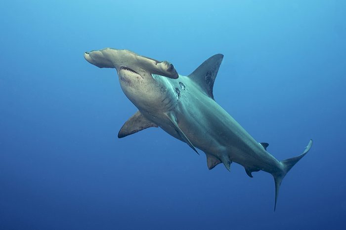 Scalloped Hammerhead Shark in Galapagos, the Pinnacle of Diving