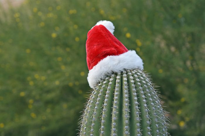 Saguaro cactus with santa hat during daytime