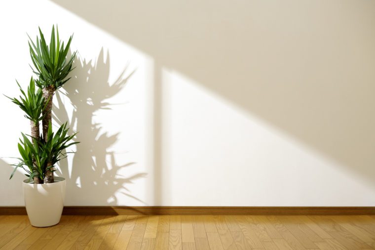 white wall and plant