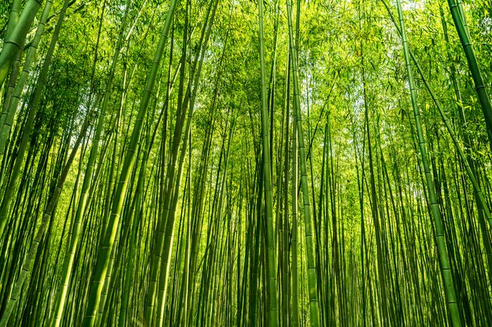 The Arashiyama Bamboo grove, Bamboo garden japanese style, Kyoto, JAPAN.