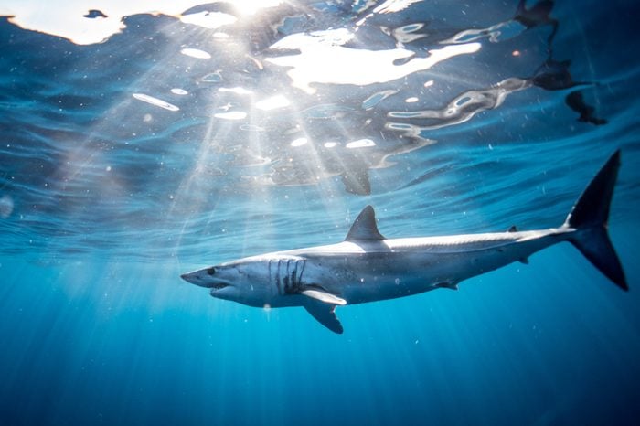 Shark diving in the Sea of Cortez with a Mako Shark of the coast of Cabo San Lucas, Mexico