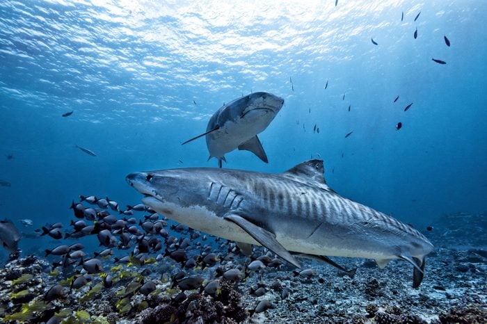 Tiger shark underwater 