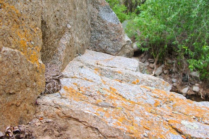 A danger to hikers and campers - a venomous snake, the Great Basin Rattlesnake, Crotalus oreganus lutosus, blending into its environment
