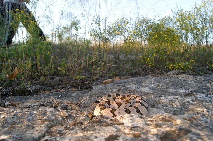 Dangerous snake hidden by camouflage along a path with people walking neaby - Timber Rattlesnake, Crotalus horridus