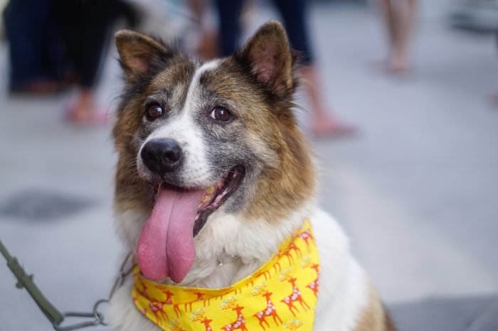Old happy dog wearing yellow bandana outdoor 