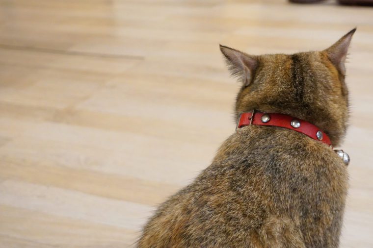 Tabby cat turn back and sitting wooden floor