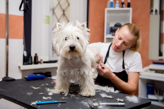 Grooming West Highland White Terrier professional hairdresser. Hairdresser mows Yorkshire Terrier fur on the ear with a trimmer