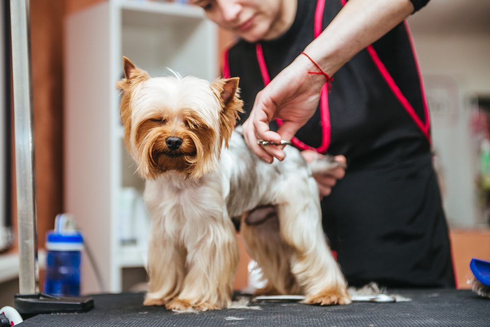Benefits Of Dog Grooming  Why Your Pooch Needs Some Glow Up?