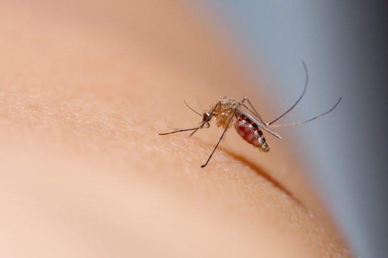 Close up of mosquito sucking blood on human skin, Mosquito is carrier of Malaria/ Encephalitis/ Dengue/ Zika virus 
