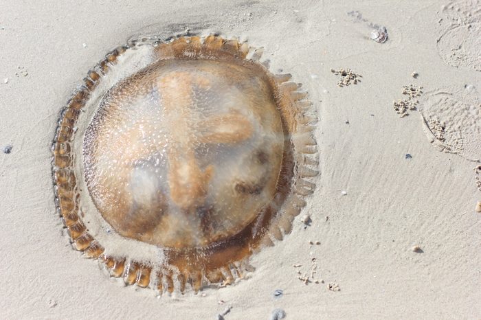 Jellyfish on beach 