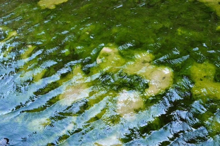 Closeup of Green algae underwater in Moucha Island in Djibouti, East Africa
