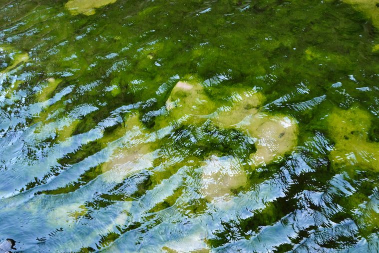 Closeup of Green algae underwater in Moucha Island in Djibouti, East Africa
