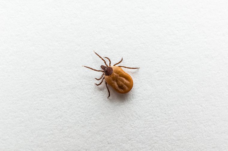 Close-up of tick filled with blood crawling on white paper