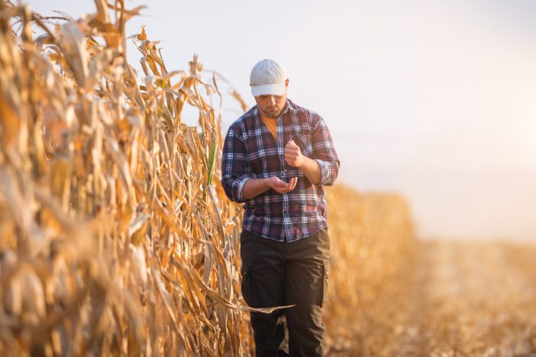 Young farmer examine corn seed in corn fields during harvest