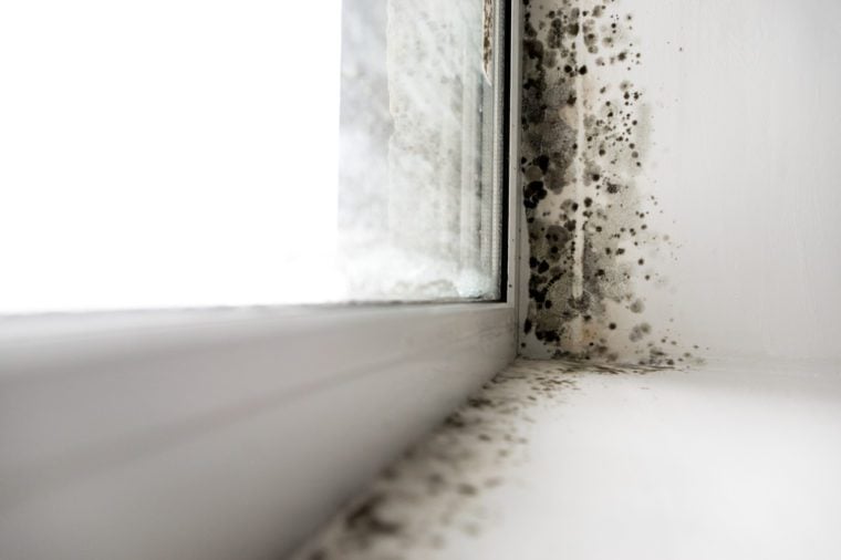 Mold growing in the sides of the window