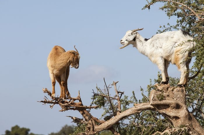 Goat feeding in argan tree. Marocco