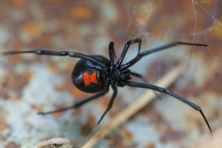 Species Latrodectus mactans. Black widow spider. 