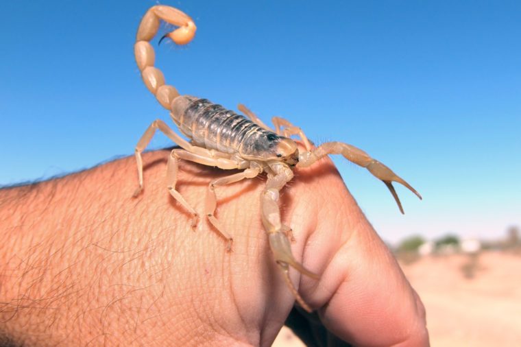 A species of Scorpion native to Arizona, called the Giant Hairy, crawling on the back of my hand.