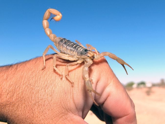 A species of Scorpion native to Arizona, called the Giant Hairy, crawling on the back of my hand.