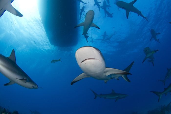 Caribbean Reef Sharks Under the Boat