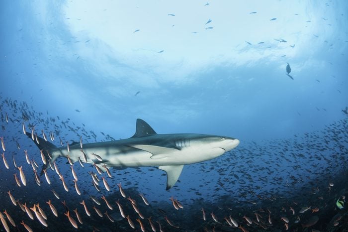 Galapagos shark swimming over a coral reef over a large school of fish, Galapagos Islands, Ecuador.