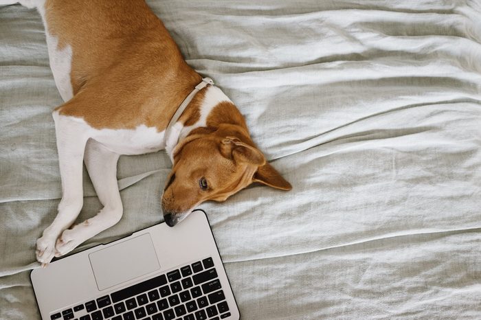 Lazy sleepy basenji dog lays on cozy bed in room next to his laptop computer and does not want to work or chat with anybody. Place for your text.