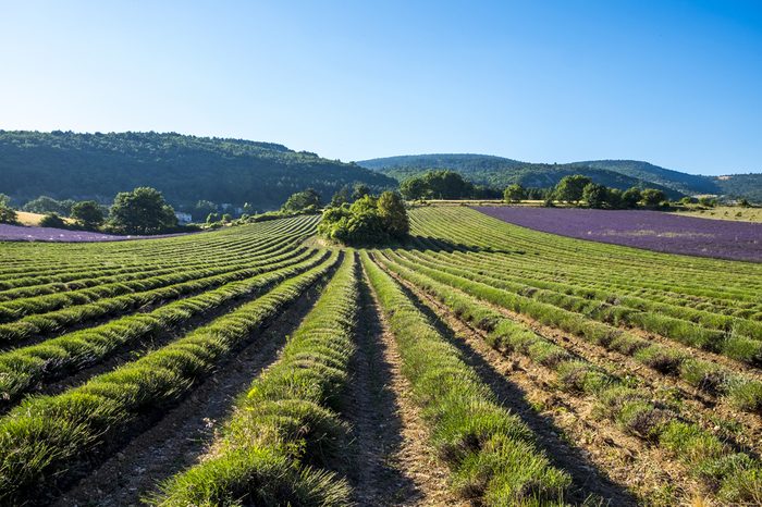 Production of lavender in Sault France Europe