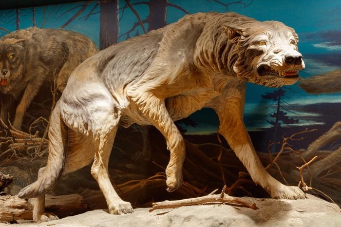 Prehistoric Animals That Are Straight-Up Terrifying | Reader's Digest