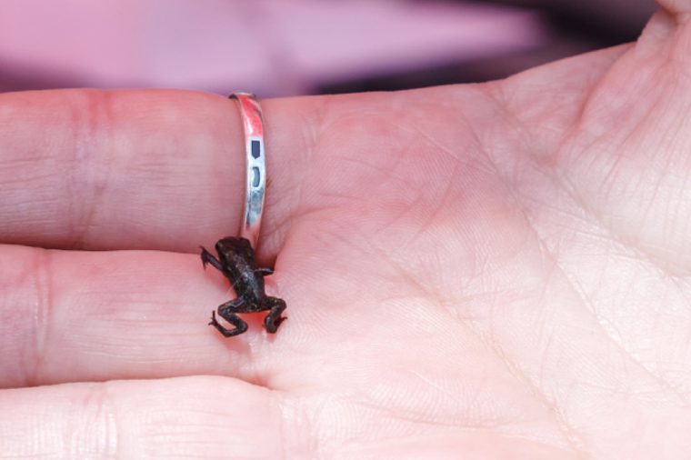 가장 작은 개구리.  Paedophryne amauensis