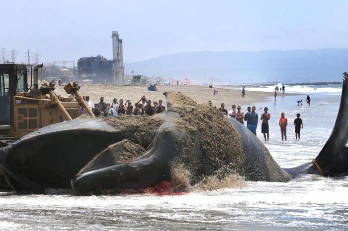Beachgoers Watch As a Bulldozer Attempts to Push a Dead 40-foot Humpback Whale That Washed Up on Dockweiler Beach in Los Angeles California Usa 01 July 2016 Los Angeles County Lifeguards Are Attempting to Drag It Back to Ocean and Authorities Do not Know the Reason the Whale Died United States Los Angeles