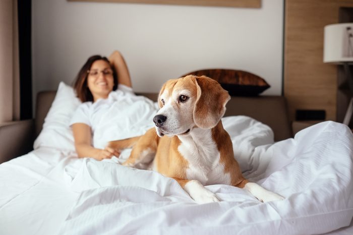 Woman and her beagle dog meet morning in bed