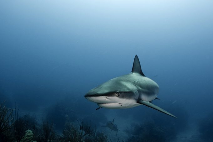 Caribbean reef sharks swimming over coral