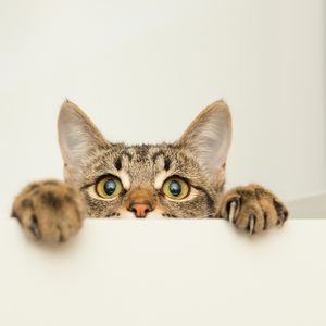 a young cat curiously peeking out from behind the white background