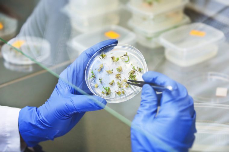 Scientist examining samples with plants. Taking a sample from a petri dish. Scientist holding a petri dish in the biological lab