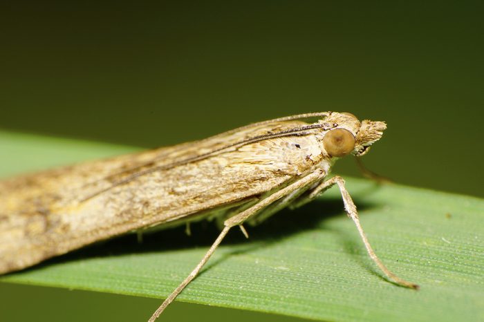 Macro side view of the front of the large light, fluffy moth with krylmi Caucasian, legs, head, eyes, antennae squatting on a green blade of grass 
