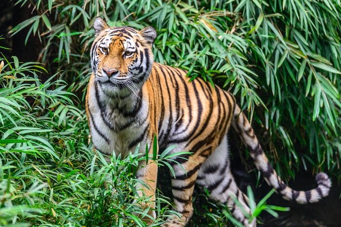 Wild Bengal Tiger (Panthera Tigris Tigris) hiding to catch her Prey, Ranthambore national park, India