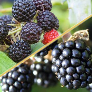split screen image comparing black raspberries and blackberries