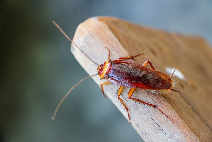 This Is the Most Roach-Infested City in America | Reader's Digest