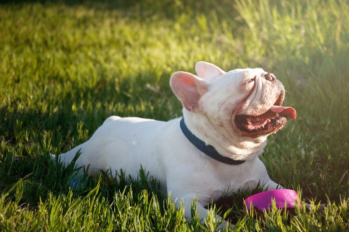 French bulldog with smiley faces lay down on grass. Happy dog portrait with copy space.