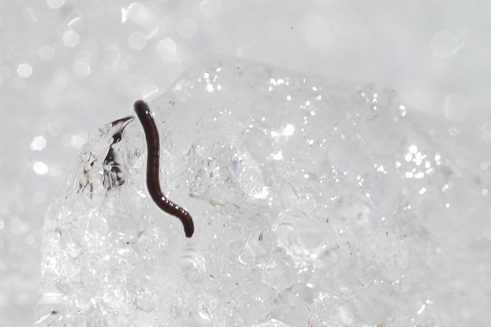 Alaskan Ice Worm